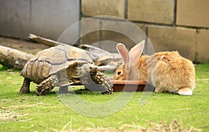 Tortoise and giant rabbit