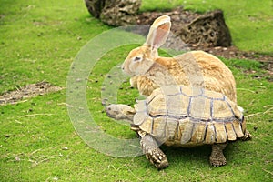 Tortoise and giant rabbit starting a race