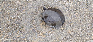 Tortoise in goin village rood photo