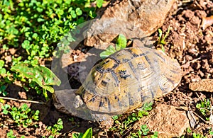 Tortoise on the ground near Moulay Idriss, Morocco