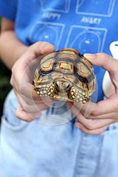 Tortoise on the hands (African spurred tortoise )