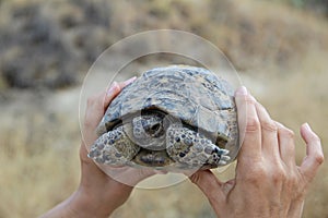 Tortoise in the hands.