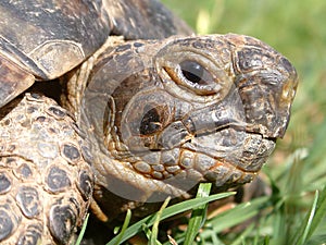 Tortoise head