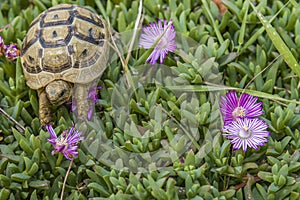 Tortoise hides in the grass among the flowers in spring in Israel