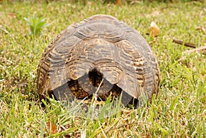 Tortoise hiding his head