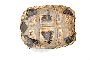 Tortoise isolated in white