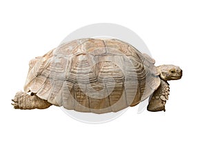 Tortoise Isolated on White photo