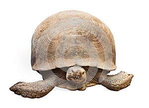 Tortoise isolated on white with clipping path