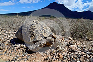 Tortoise in the Karoo National Park