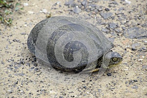 The tortoise lies on bare soil. Ordinary river tortoise of temperate latitudes. The tortoise is an ancient reptile. photo