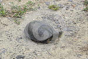 The tortoise lies on bare soil. Ordinary river tortoise of temperate latitudes. The tortoise is an ancient reptile. photo