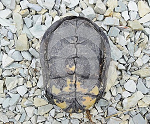 The tortoise lies upside down on the back. Ordinary river tortoise of temperate latitudes. The tortoise is an ancient reptile.