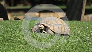 This tortoise like to eat alot