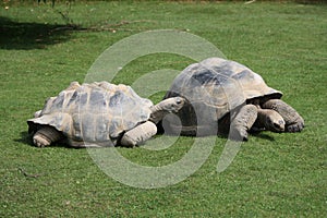 Tortoise love
