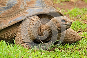 Tortoise in Mauritius