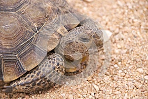 Tortoise (Mojave Desert)