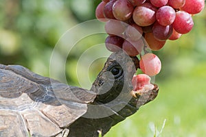Tortoise with mouth open eating grapes