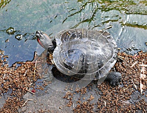 Tortoise near pond