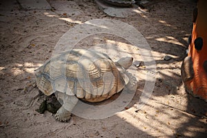 The tortoise in the nursing center is defecating