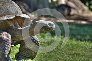 Tortoise in the Oklahoma City Zoo