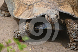 A tortoise in Oudtshoorn, South Africa