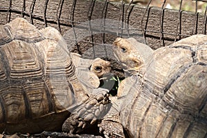 Tortoise Pair in Animal Park