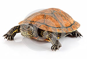 Tortoise pet animal isolated on white