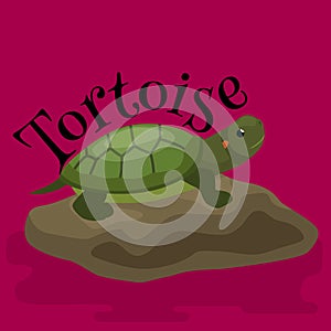 Tortoise pet for home, reptile animal vector illustration