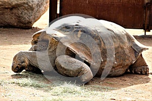 Tortoise at the Phoenix Zoo, Arizona Center for Nature Conservation, Phoenix, Arizona, United States