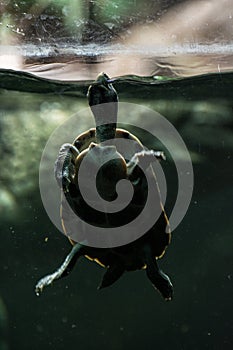 Tortoise poking her head out of the water to breath, turtle in c