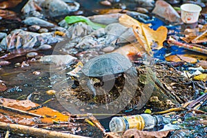 Tortoise in polluted water - Kochi, India