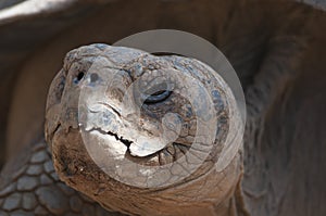 Tortoise portrait