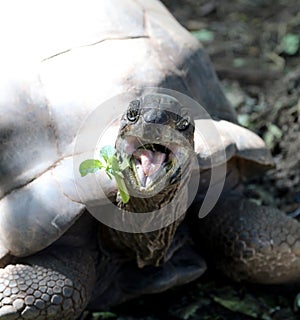 Tortoise on prison island in zanzibar