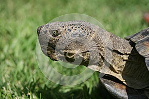 Tortoise profile