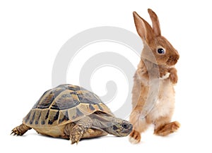Tortoise and rabbit photo