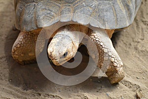Tortoise