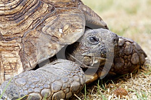 Tortoise recoiling into shell
