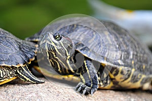 Tortoise - Red-eared Slider photo