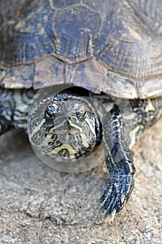 Tortoise - Red-eared Slider photo