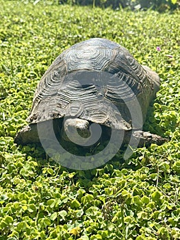 Tortoise rocky terrain