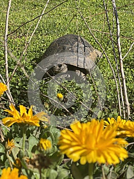 Tortoise rocky terrain