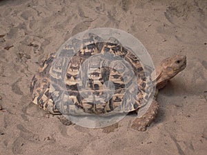 Tortoise in the sand