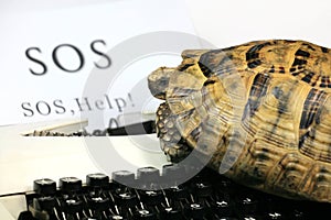 Tortoise Send SOS
