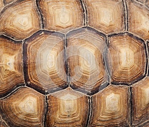 Tortoise shell photo