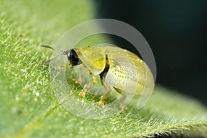 Tortoise Shell Beetle