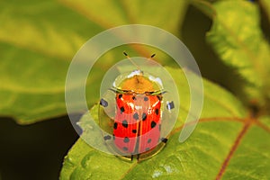 Tortoise shell beetle . Aspidomorpha miliaris. Aarey colony, Mumbai, Maharashtra