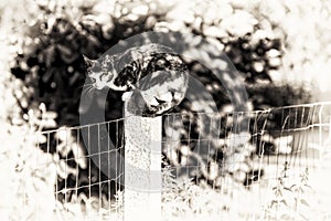 A tortoise-shell female cat looking at camera perched between two gardens