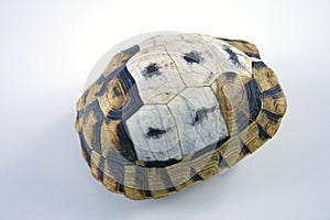 Tortoise shell
