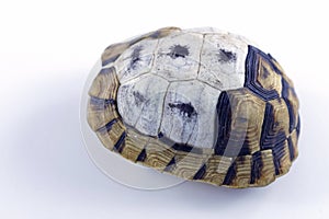 Tortoise shell
