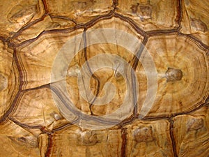 Tortoise Shell Pattern